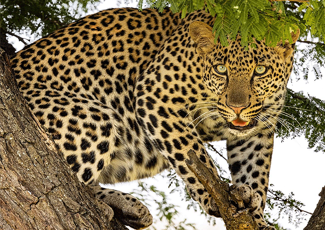 lake-jipe-eco-lodge-leopard Lake Jipe Eco Lodge Tsavo West National Park Kenya