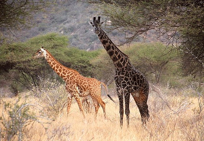 lake-jipe-eco-lodge-masai-giraffe