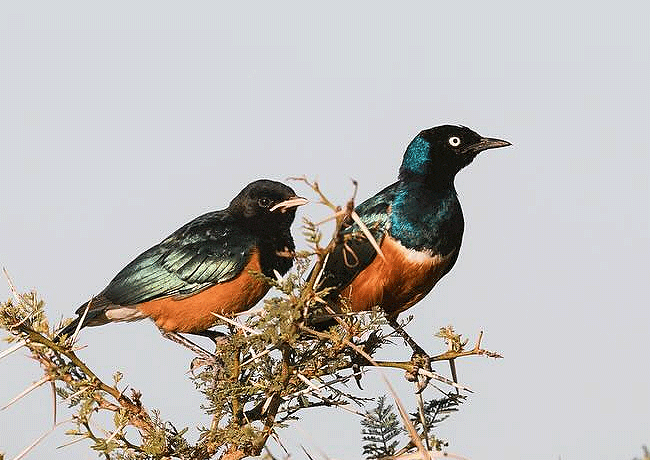 lake-jipe-eco-lodge-superb-starling-bird Lake Jipe Eco Lodge Tsavo West National Park Kenya