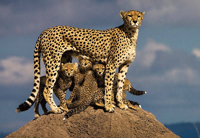 lake-jipe-eco-lodge-tsavo-west-national-park-cheetahs Lake Jipe Eco Lodge Tsavo West National Park Kenya