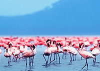 Lake Nakuru National Park 1 Day Tour from Nairobi – Kenya