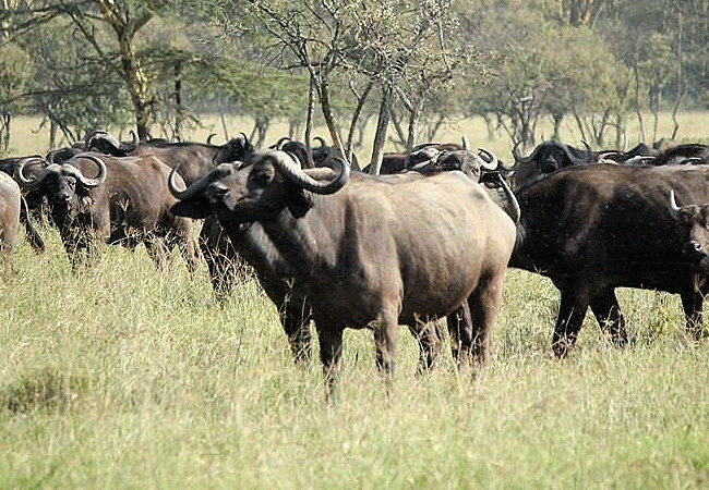 lake-nakuru-national-park-day-tour-from-nairobi-african-cape-buffalo Lake Nakuru National Park Day Tour from Nairobi