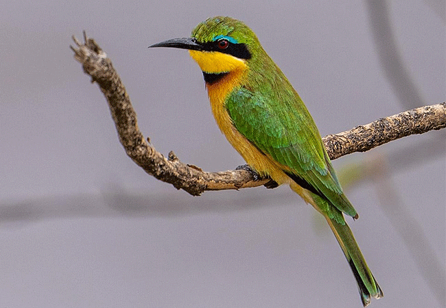 lake-nakuru-national-park-day-tour-from-nairobi-bee-eater Lake Nakuru National Park Day Tour from Nairobi