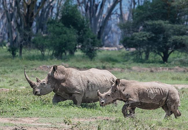 lake-nakuru-national-park-day-tour-from-nairobi-black-rhino-sanctuary Lake Nakuru National Park Day Tour from Nairobi