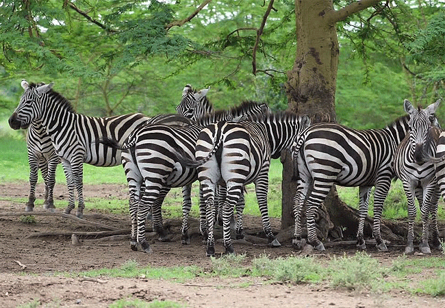lake-nakuru-national-park-day-tour-from-nairobi-common-zebras Lake Nakuru National Park Day Tour from Nairobi