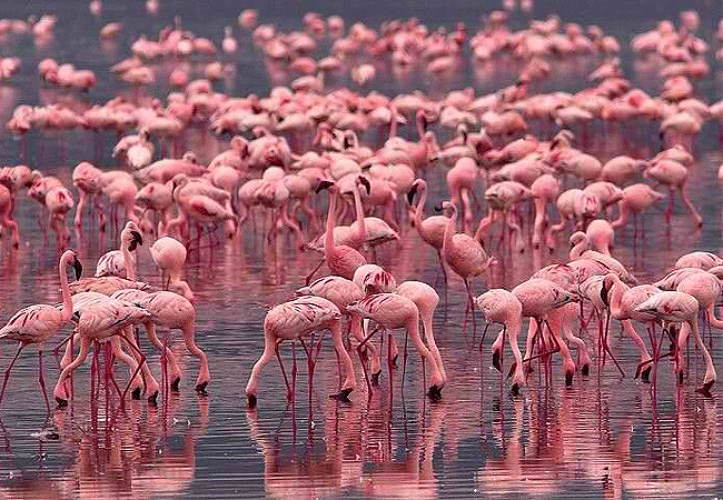 lake-nakuru-national-park-day-tour-from-nairobi-flamingoes Lake Nakuru National Park Day Tour from Nairobi