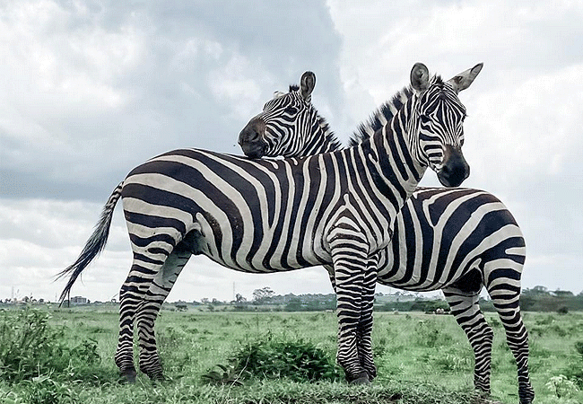 lake-nakuru-national-park-day-tour-from-nairobi-grants-zebras Lake Nakuru National Park Day Tour from Nairobi