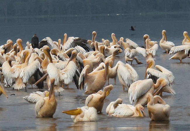 lake-nakuru-national-park-day-tour-from-nairobi-great-white-pelicans Lake Nakuru National Park Day Tour from Nairobi