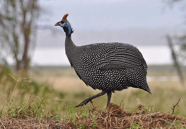 lake-nakuru-national-park-day-tour-from-nairobi-helmeted guinea fowl Lake Nakuru National Park Day Tour from Nairobi