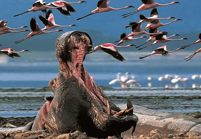 lake-nakuru-national-park-day-tour-from-nairobi-hippopotamus Lake Nakuru National Park Day Tour from Nairobi