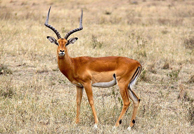 lake-nakuru-national-park-day-tour-from-nairobi-impala-or-rooibok Lake Nakuru National Park Day Tour from Nairobi