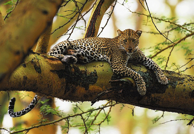 lake-nakuru-national-park-day-tour-from-nairobi-leopard Lake Nakuru National Park Day Tour from Nairobi