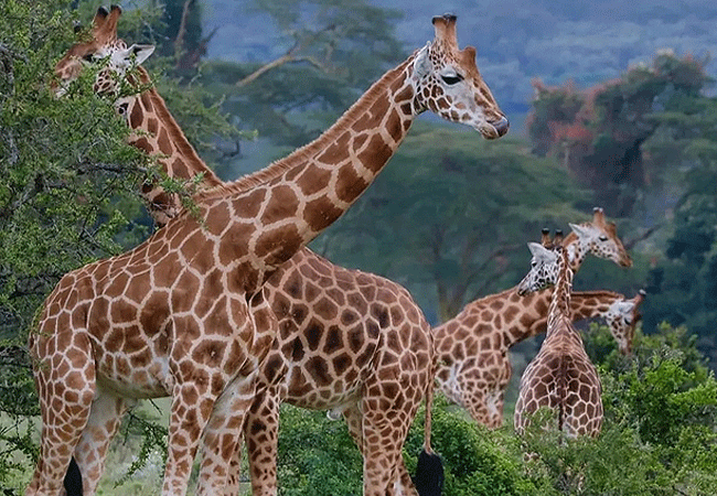 lake-nakuru-national-park-day-tour-from-nairobi-rothschild-giraffe Lake Nakuru National Park Day Tour from Nairobi