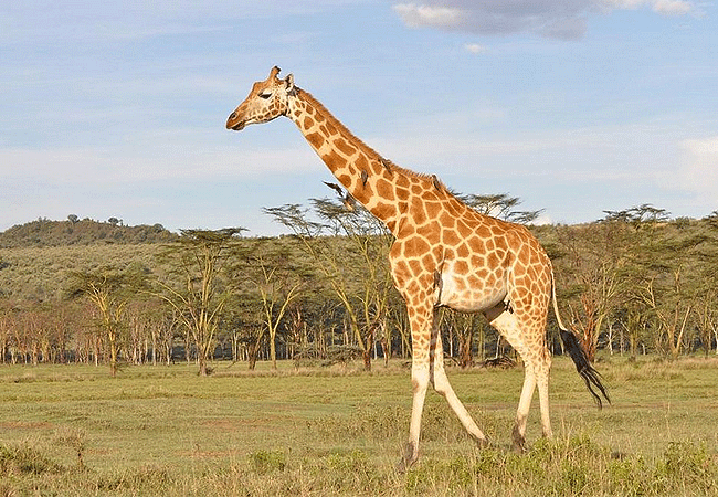 lake-nakuru-national-park-day-tour-from-nairobi-rothschild-giraffes Lake Nakuru National Park Day Tour from Nairobi