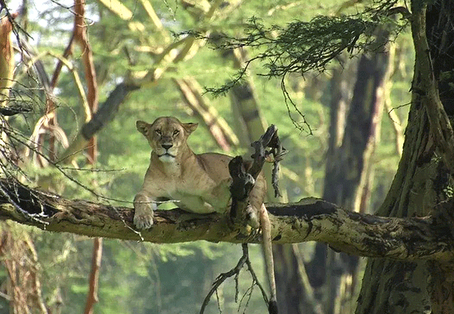 lake-nakuru-national-park-day-tour-from-nairobi-tree-climbing-lions Lake Nakuru National Park Day Tour from Nairobi