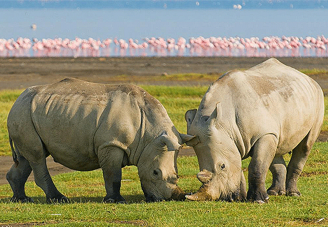 lake-nakuru-national-park-day-tour-from-nairobi-white-rhino Lake Nakuru National Park Day Tour from Nairobi