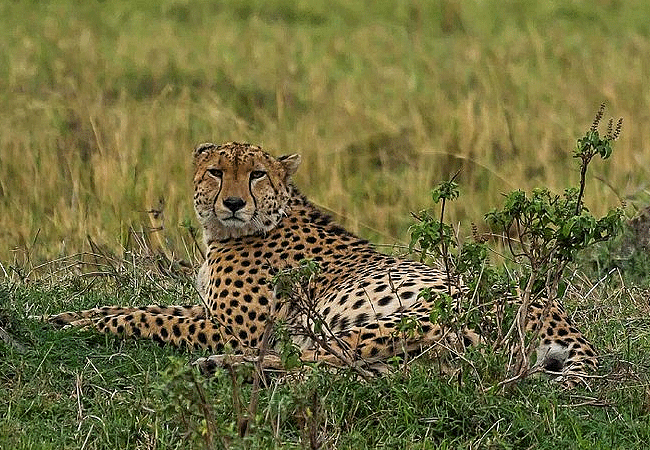 Lenchada Tourist Camp Masai Mara