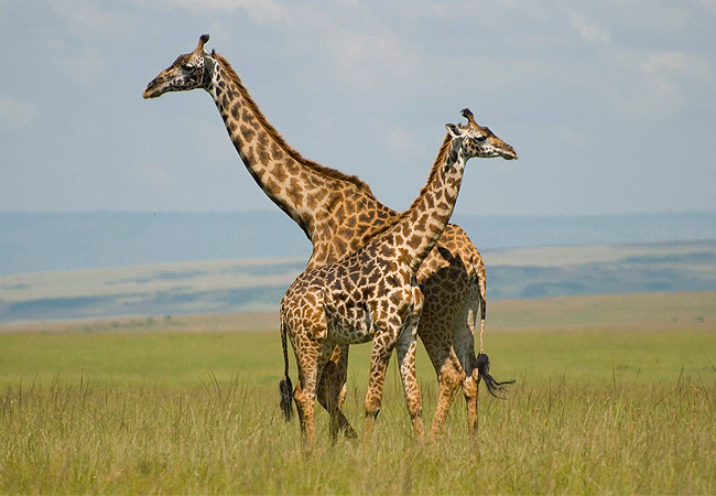 Lenchada Tourist Camp Masai Mara