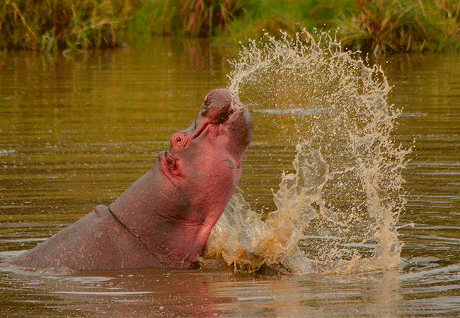 lenchada-tourist-camp-masai-mara-national-reserve-