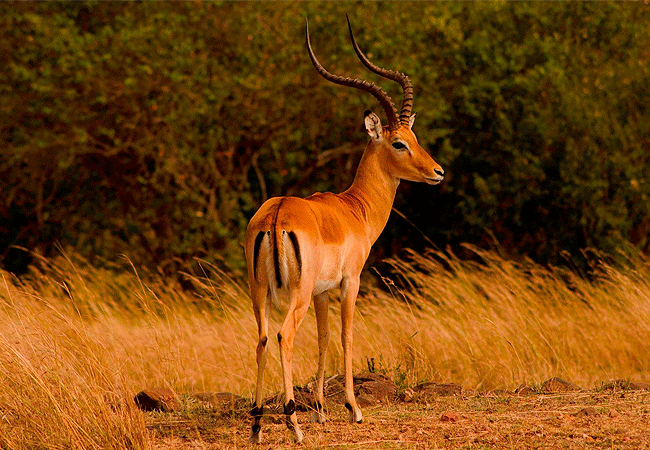 Lenchada Tourist Camp Masai Mara
