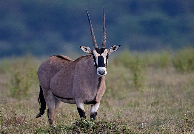 lewa-wildlife-conservancy-2-days-1-night-safari-beisa-oryx Lewa Wildlife Conservancy 2 Days 1 Night Safari