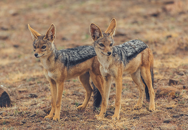 lewa-wildlife-conservancy-2-days-1-night-safari-black-backed-Jackal Lewa Wildlife Conservancy 2 Days 1 Night Safari