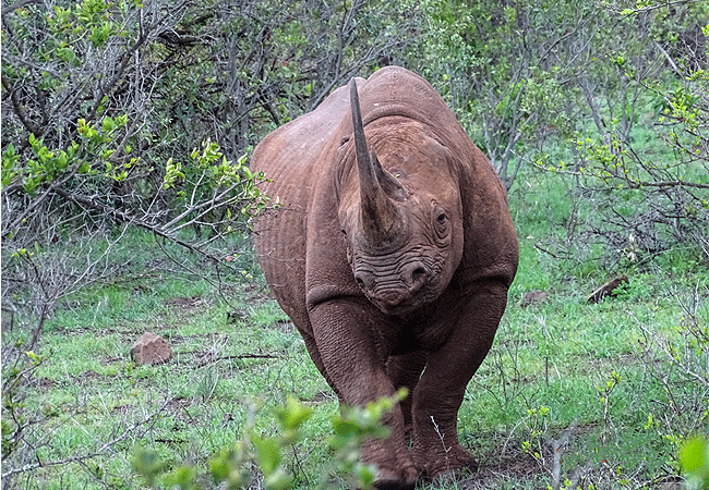 lewa-wildlife-conservancy-2-days-1-night-safari-black-rhino Lewa Wildlife Conservancy 2 Days 1 Night Safari