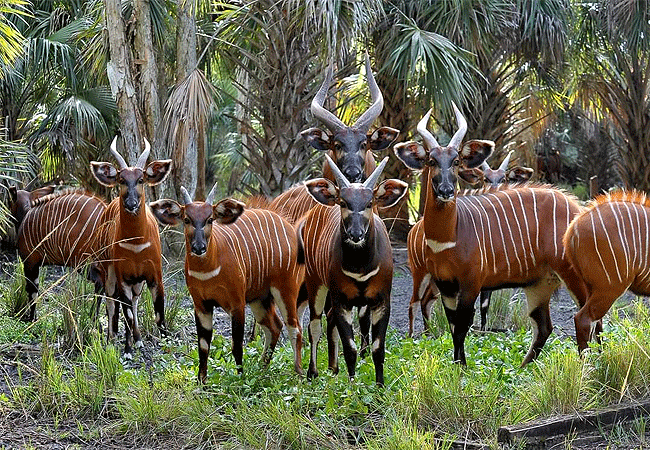 lewa-wildlife-conservancy-2-days-1-night-safari-bongo-antelope Lewa Wildlife Conservancy 2 Days 1 Night Safari