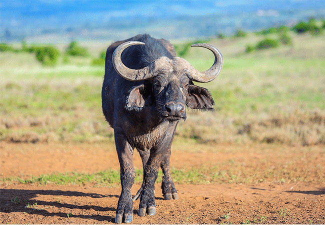 lewa-wildlife-conservancy-2-days-1-night-safari-buffalo Lewa Wildlife Conservancy 2 Days 1 Night Safari