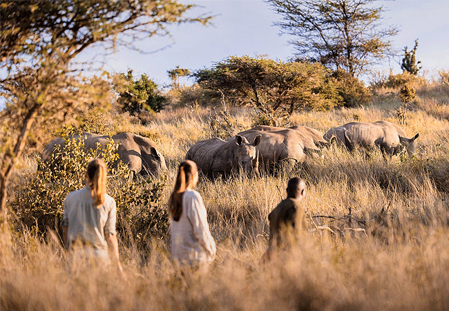 lewa-wildlife-conservancy-2-days-1-night-safari-bush-walk Lewa Wildlife Conservancy 2 Days 1 Night Safari