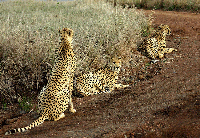 lewa-wildlife-conservancy-2-days-1-night-safari-cheetahs Lewa Wildlife Conservancy 2 Days 1 Night Safari