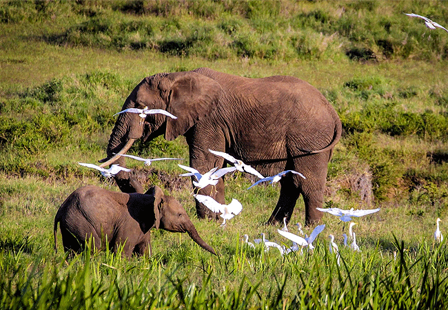 lewa-wildlife-conservancy-2-days-1-night-safari-elephants Lewa Wildlife Conservancy 2 Days 1 Night Safari