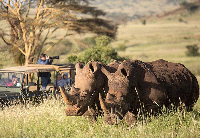 lewa-wildlife-conservancy-2-days-1-night-safari-game-drive Lewa Wildlife Conservancy 2 Days 1 Night Safari