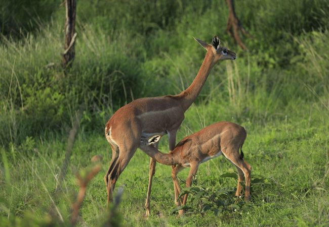 lewa-wildlife-conservancy-2-days-1-night-safari-giraffe-gazelle Lewa Wildlife Conservancy 2 Days 1 Night Safari