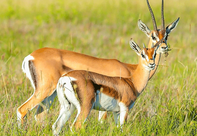 lewa-wildlife-conservancy-2-days-1-night-safari-grants-gazelle Lewa Wildlife Conservancy 2 Days 1 Night Safari