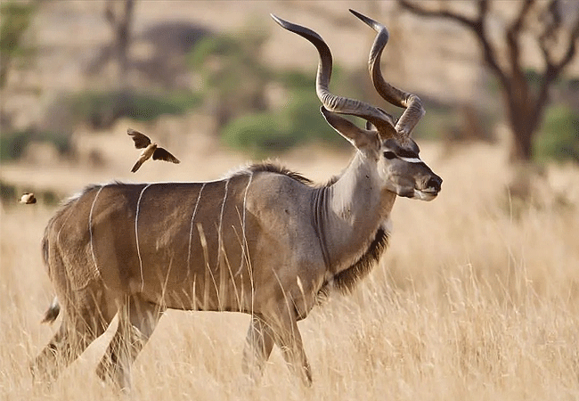 lewa-wildlife-conservancy-2-days-1-night-safari-greater-Kudu Lewa Wildlife Conservancy 2 Days 1 Night Safari
