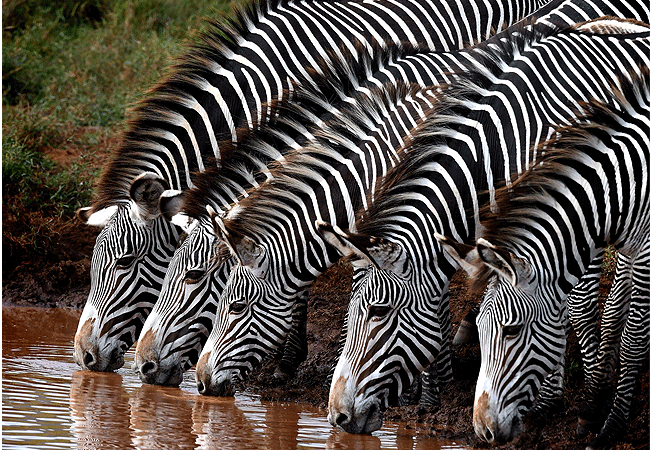 lewa-wildlife-conservancy-2-days-1-night-safari-grevy-zebra Lewa Wildlife Conservancy 2 Days 1 Night Safari