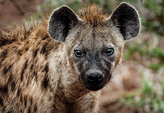 lewa-wildlife-conservancy-2-days-1-night-safari-hyenas Lewa Wildlife Conservancy 2 Days 1 Night Safari