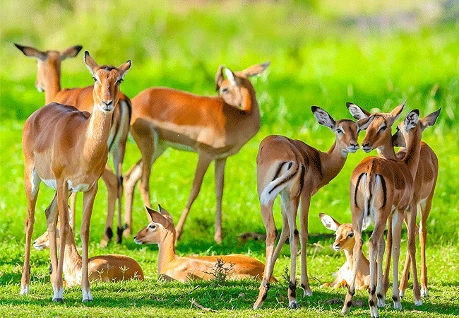 lewa-wildlife-conservancy-2-days-1-night-safari-impala Lewa Wildlife Conservancy 2 Days 1 Night Safari