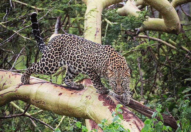 lewa-wildlife-conservancy-2-days-1-night-safari-leopard Lewa Wildlife Conservancy 2 Days 1 Night Safari