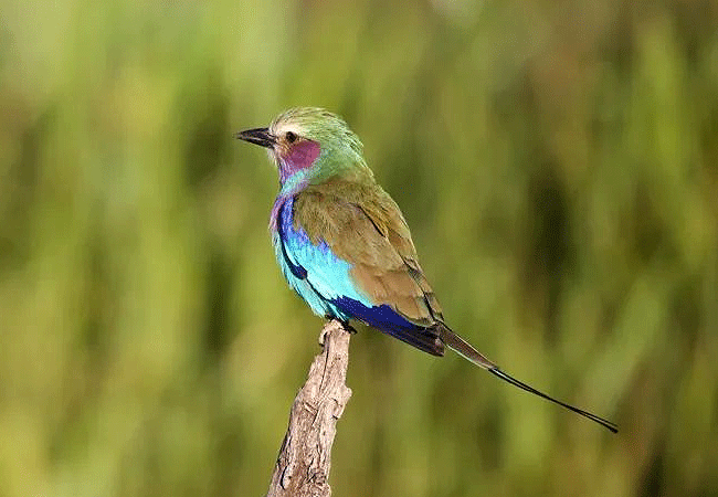 lewa-wildlife-conservancy-2-days-1-night-safari-lilac-breasted-roller Lewa Wildlife Conservancy 2 Days 1 Night Safari