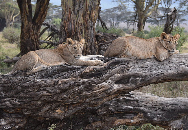 lewa-wildlife-conservancy-2-days-1-night-safari-lionesses Lewa Wildlife Conservancy 2 Days 1 Night Safari
