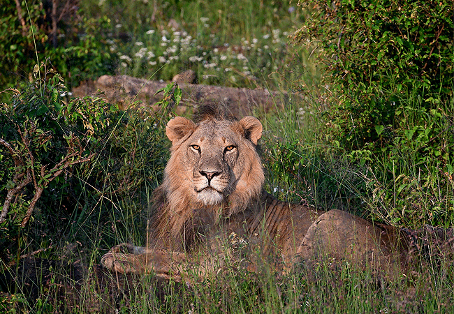 lewa-wildlife-conservancy-2-days-1-night-safari-male-lion Lewa Wildlife Conservancy 2 Days 1 Night Safari