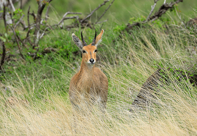 lewa-wildlife-conservancy-2-days-1-night-safari-mountain reedbuck Lewa Wildlife Conservancy 2 Days 1 Night Safari
