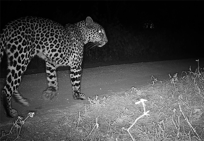lewa-wildlife-conservancy-2-days-1-night-safari-night-game-drive Lewa Wildlife Conservancy 2 Days 1 Night Safari