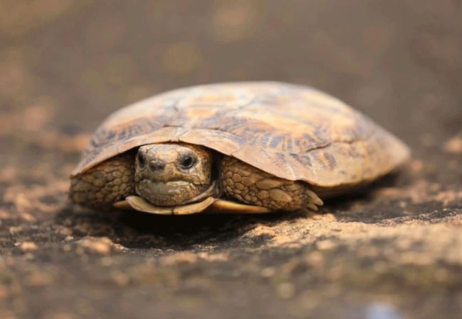 lewa-wildlife-conservancy-2-days-1-night-safari-pancake-tortoise Lewa Wildlife Conservancy 2 Days 1 Night Safari