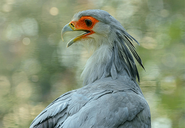lewa-wildlife-conservancy-2-days-1-night-safari-secretarybird Lewa Wildlife Conservancy 2 Days 1 Night Safari