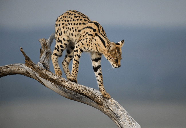 lewa-wildlife-conservancy-2-days-1-night-safari-serval-cat Lewa Wildlife Conservancy 2 Days 1 Night Safari