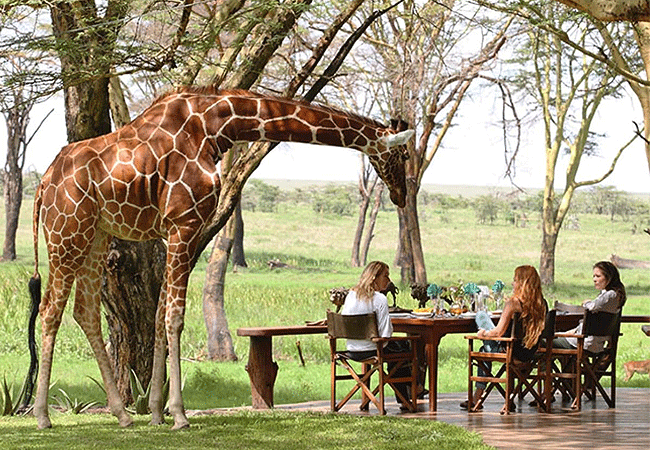 lewa-wildlife-conservancy-2-days-1-night-safari-sirikoi-lodge-giraffe Lewa Wildlife Conservancy 2 Days 1 Night Safari