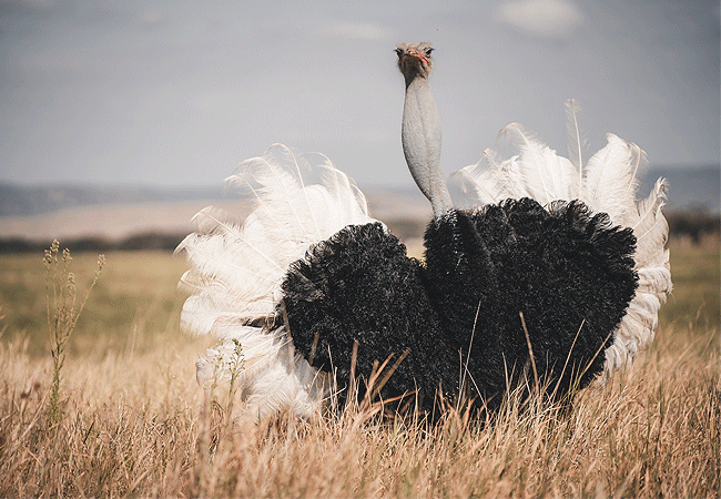 lewa-wildlife-conservancy-2-days-1-night-safari-somali-ostrich Lewa Wildlife Conservancy 2 Days 1 Night Safari